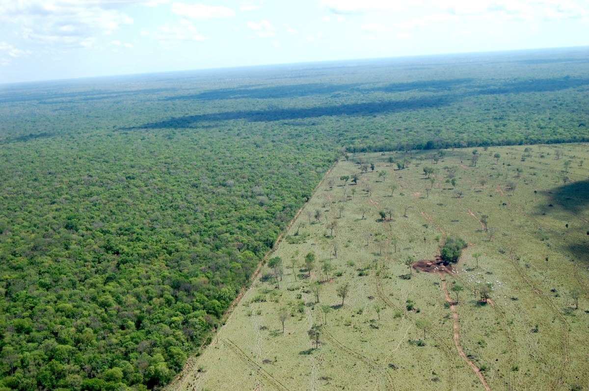 BR-319: A Threat to the Survival of the Amazon&nbsp;Rainforest