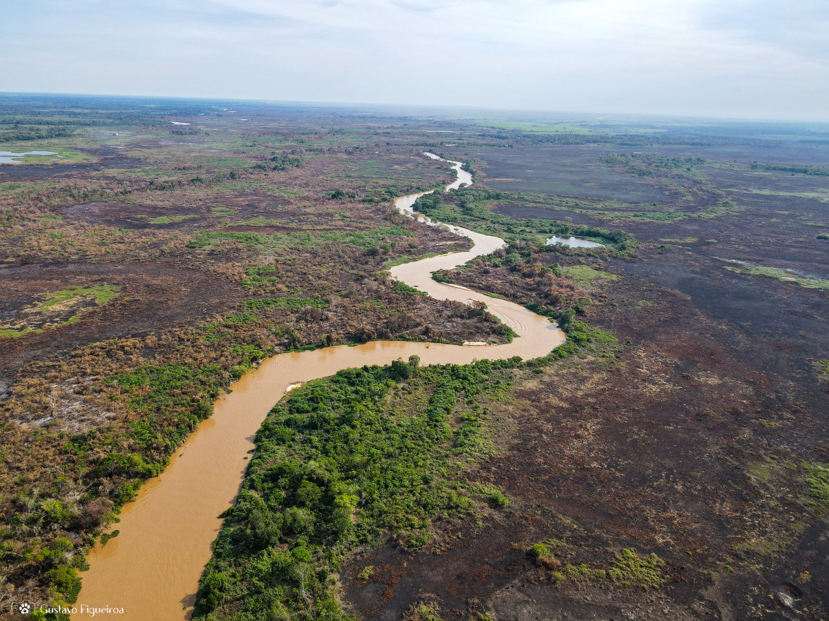 Pantanal Blaze: Nature’s Silent&nbsp;Scream