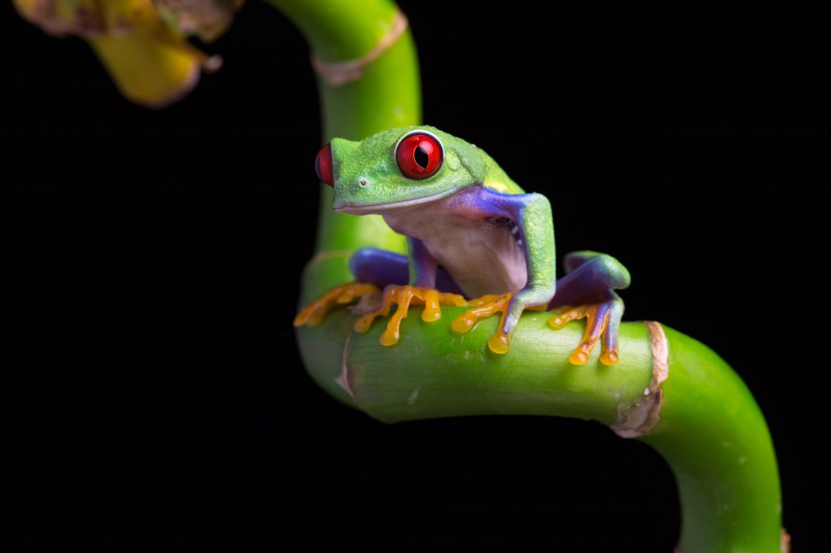 Climate Change and El Niño: Pushing Brazil’s Amphibians to&nbsp;Extinction