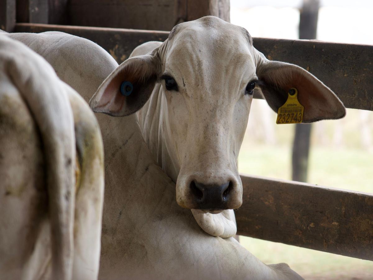 The reinvention of&nbsp;cattle